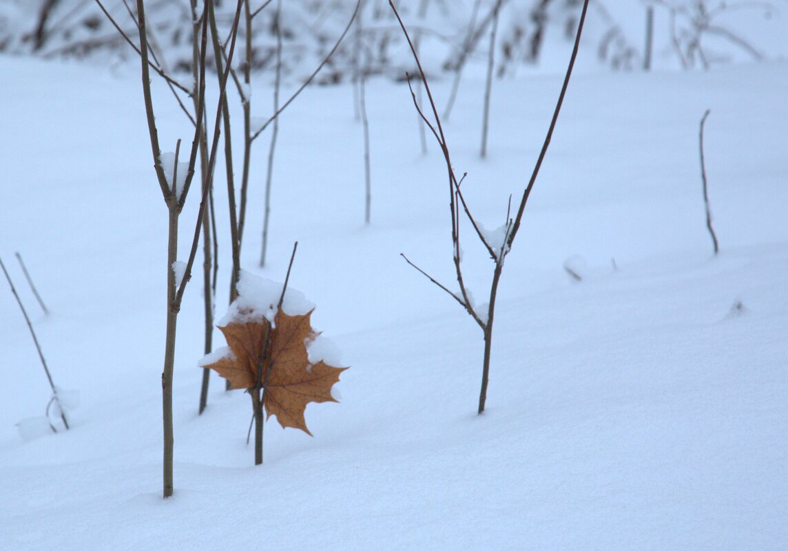 Осенний лист на фоне снега - Танзиля Завьялова