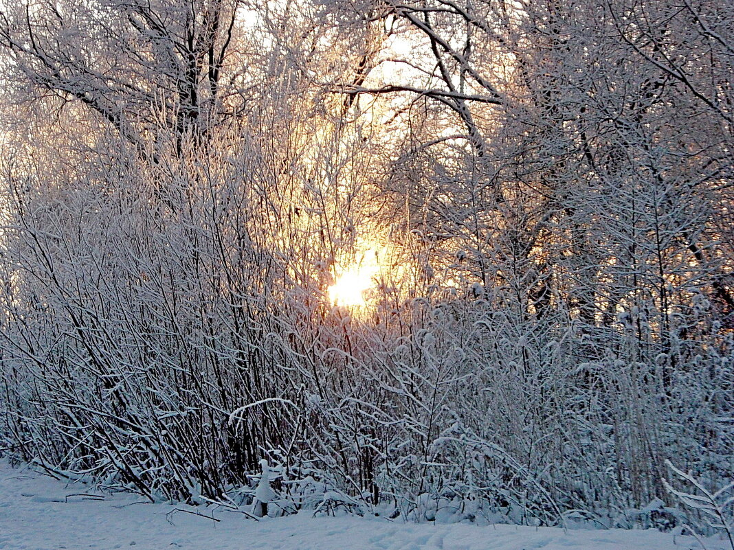 Красивая зима. :: VasiLina * – Социальная сеть ФотоКто