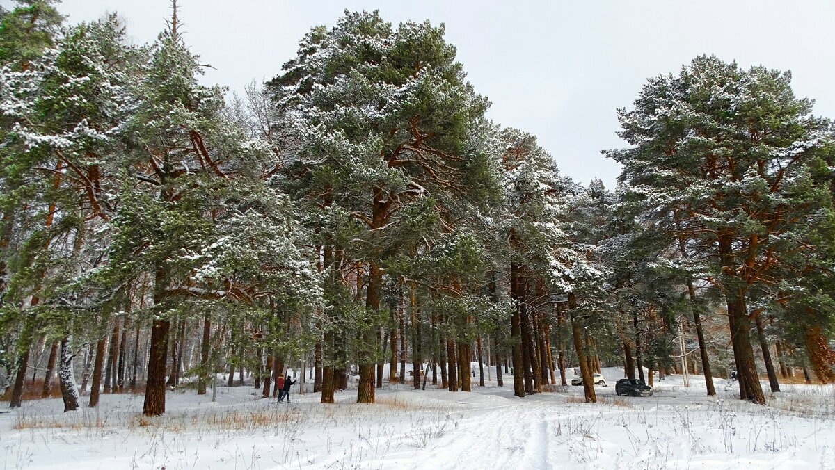 Сосновый бор в пригороде Смоленска (репортаж из поездок по области). - Милешкин Владимир Алексеевич 