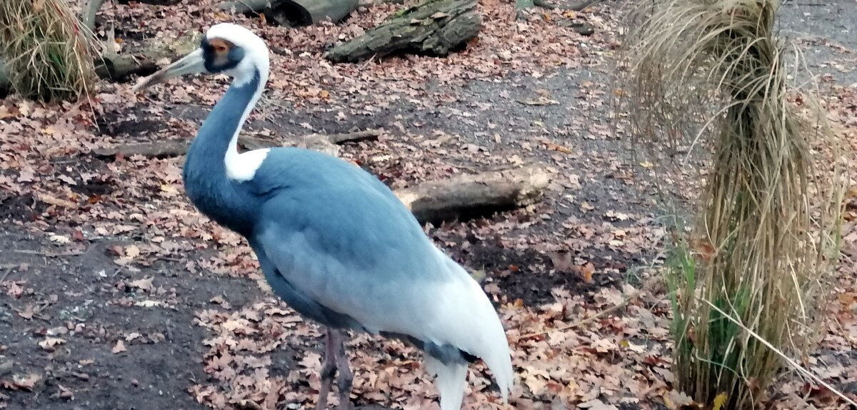 Серые журавли (Grus grus) /Журавль крупным планом/ - "The Natural World" Александер