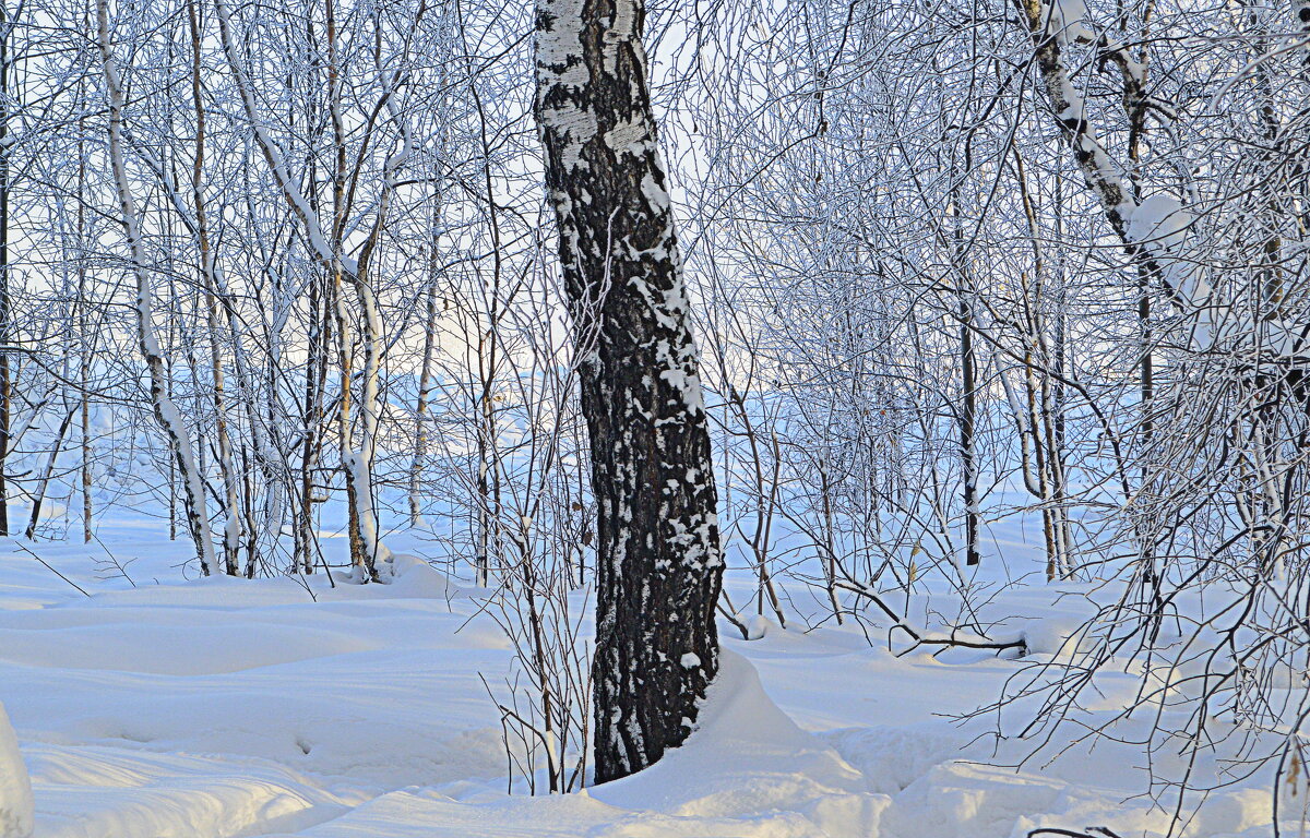 Зимний лес - Татьяна Лютаева
