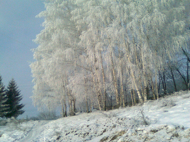 Все деревья в серебре - Bagronne 