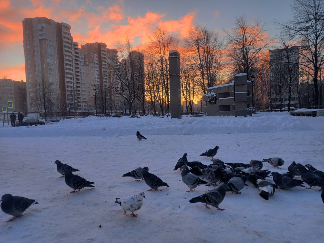 Голуби - Сапсан 