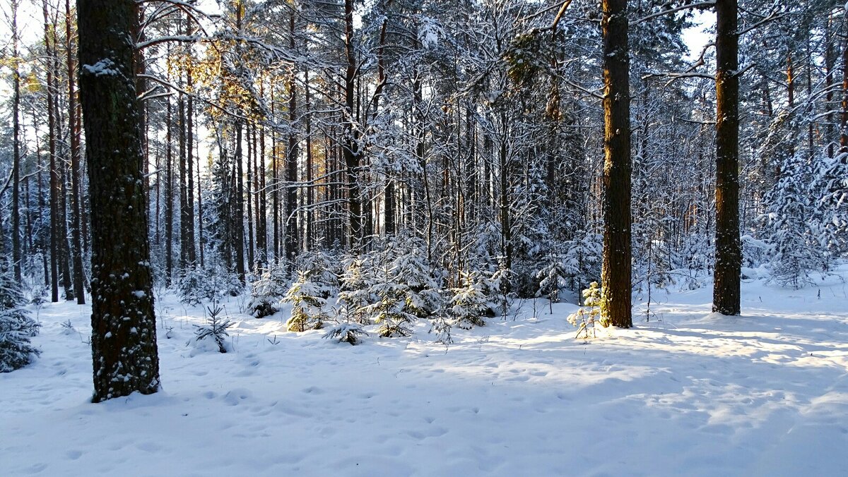 Хвойный лес в январе (репортаж из поездок по области). - Милешкин Владимир Алексеевич 