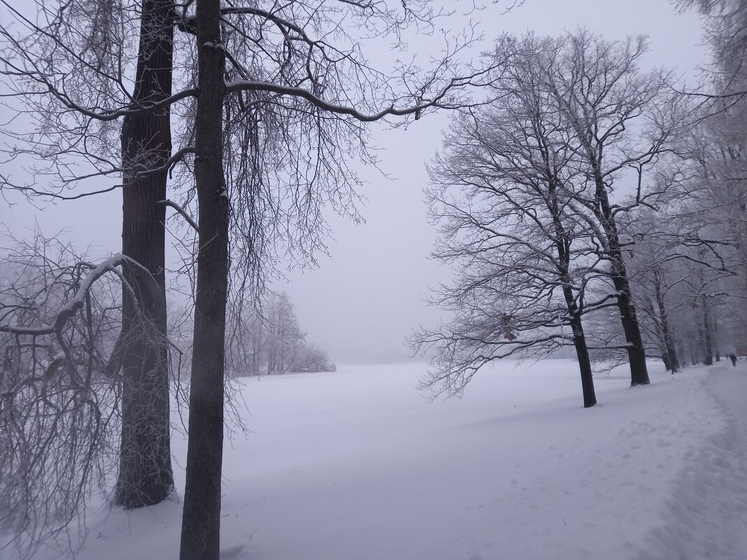 Зимний туман - Сапсан 