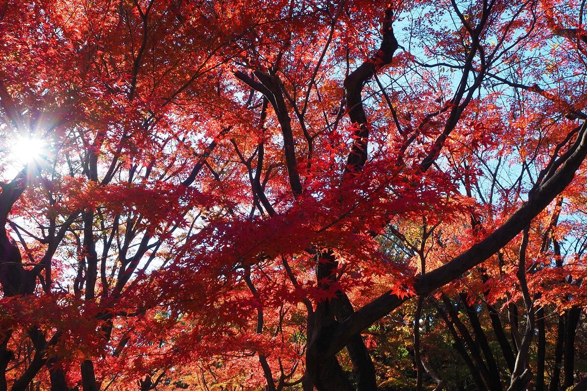 Визитная карточка японской осени - красные листья клёна - wea *