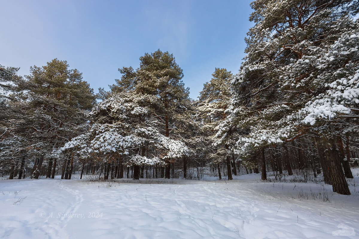 Зима в лесу - Александр Синдерёв