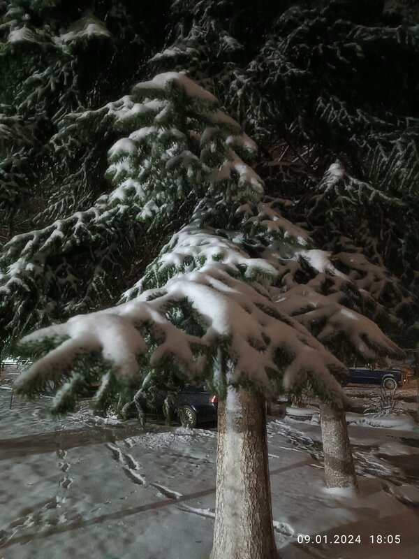 елочка в снегу - вячеслав коломойцев