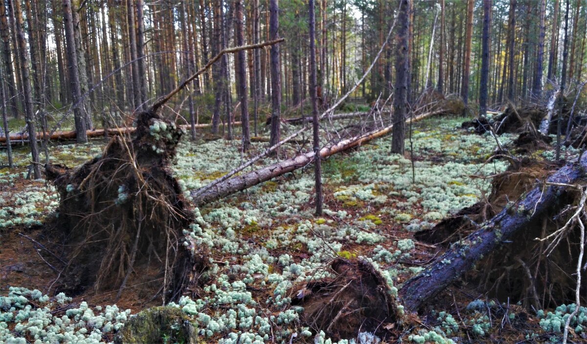 Упали - Сергей Никифоров