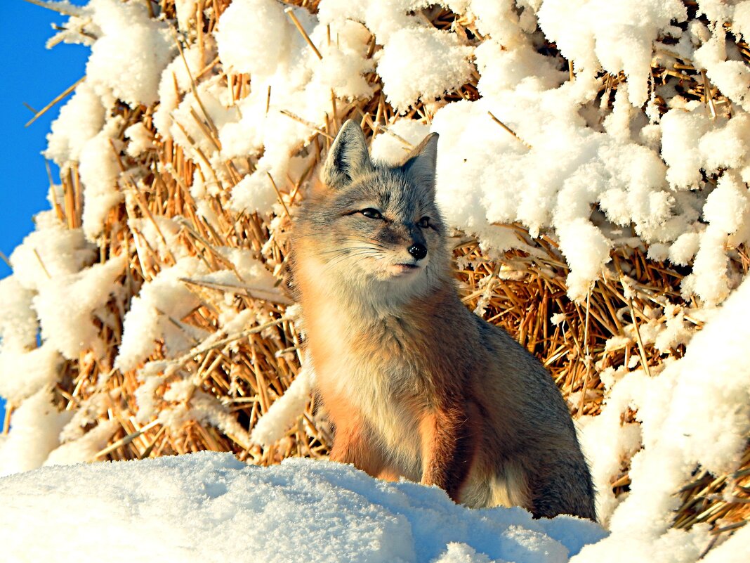 Корсак - Геннадий Ячменев