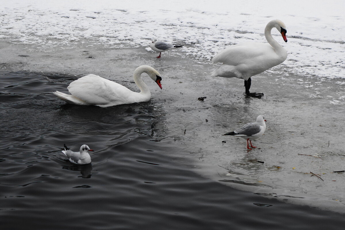 Лебеди и чайки в городском парке - Рита Симонова