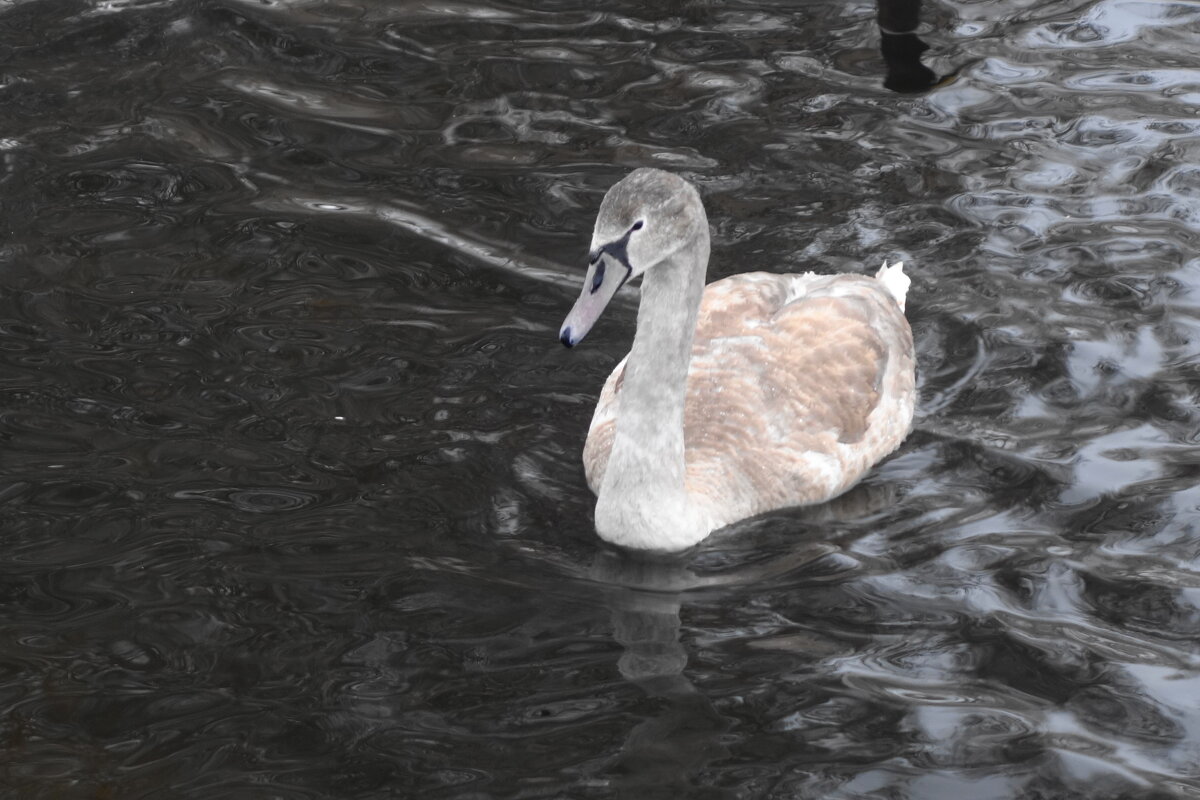 Молодой лебедь на озере - Рита Симонова