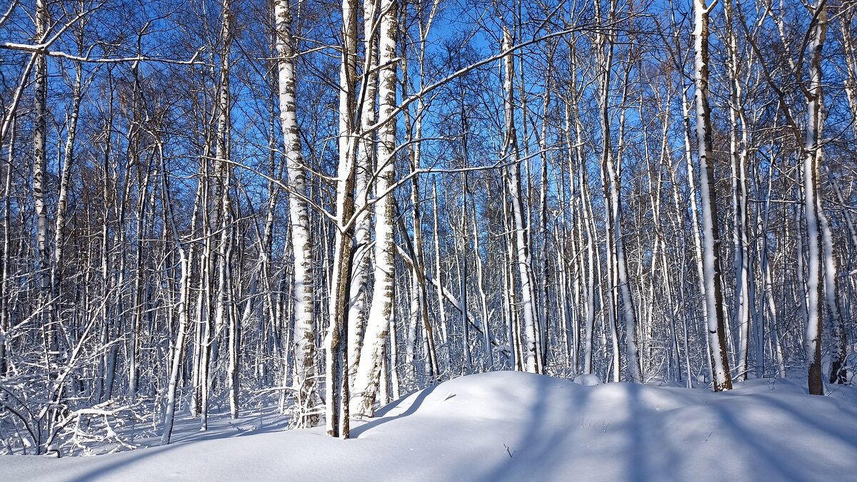 Снежно - Пасечник 