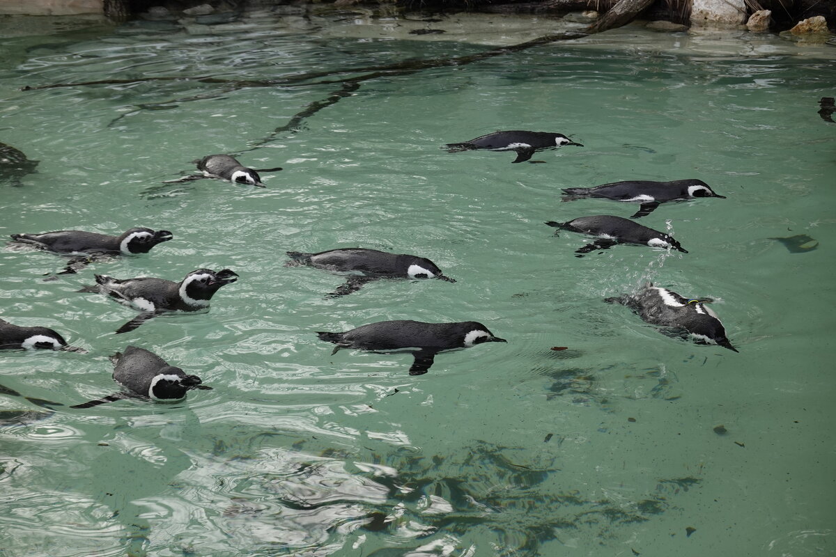 Пингвины в зоопарке Аугсбурга... - Galina Dzubina