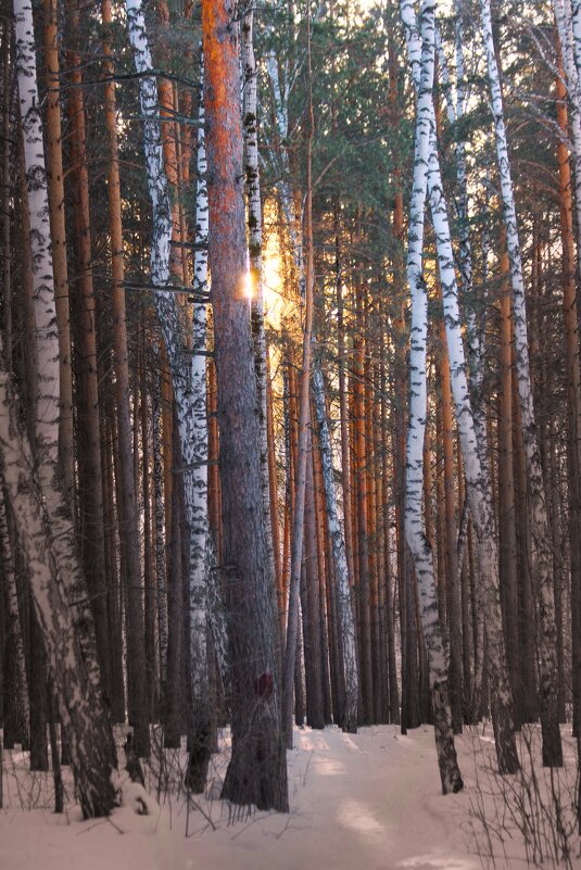 Зимний лес - Василий 