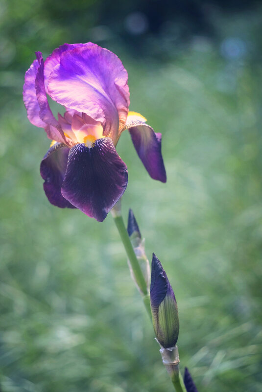 Iris flower - Андрей Рясненко
