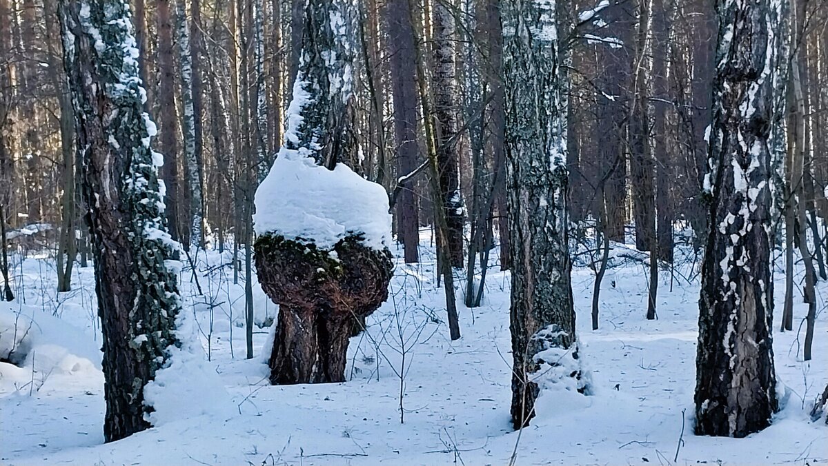 Зимний этюд - Валентина 