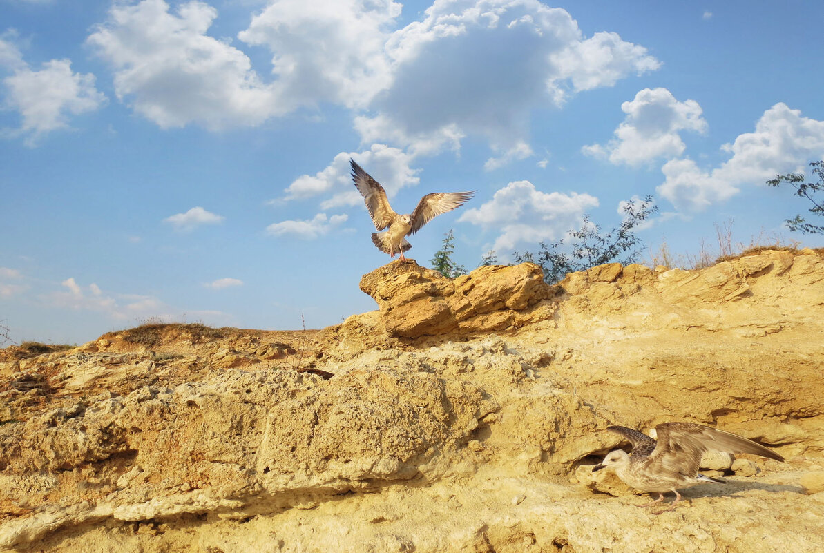 Чайки на скалах - Эля Юрасова