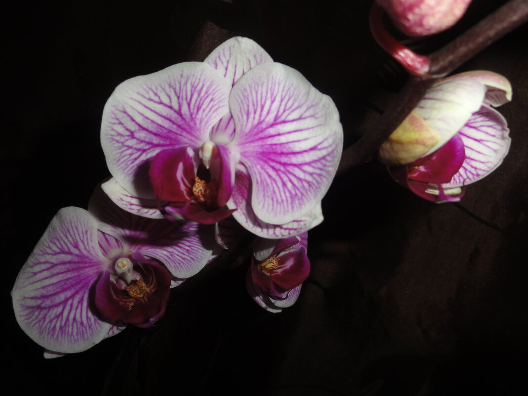 Орхидея - марина ковшова 