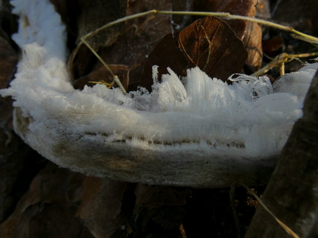 лед для волос, ледяная вата - Heinz Thorns
