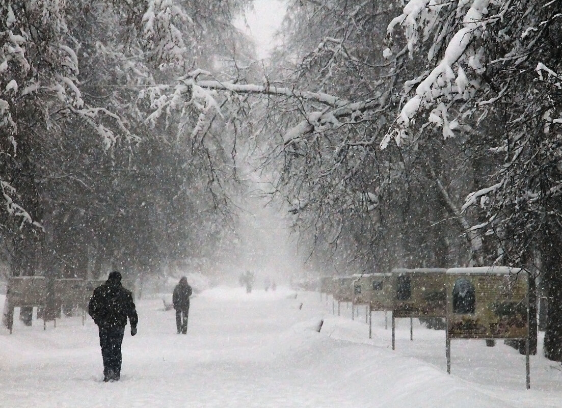 снегопад на бульваре - РозаВетроф 
