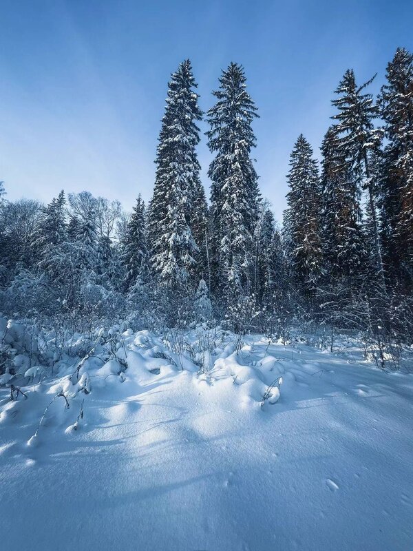 Зимний лес под Ярославлем - Дмитрий 