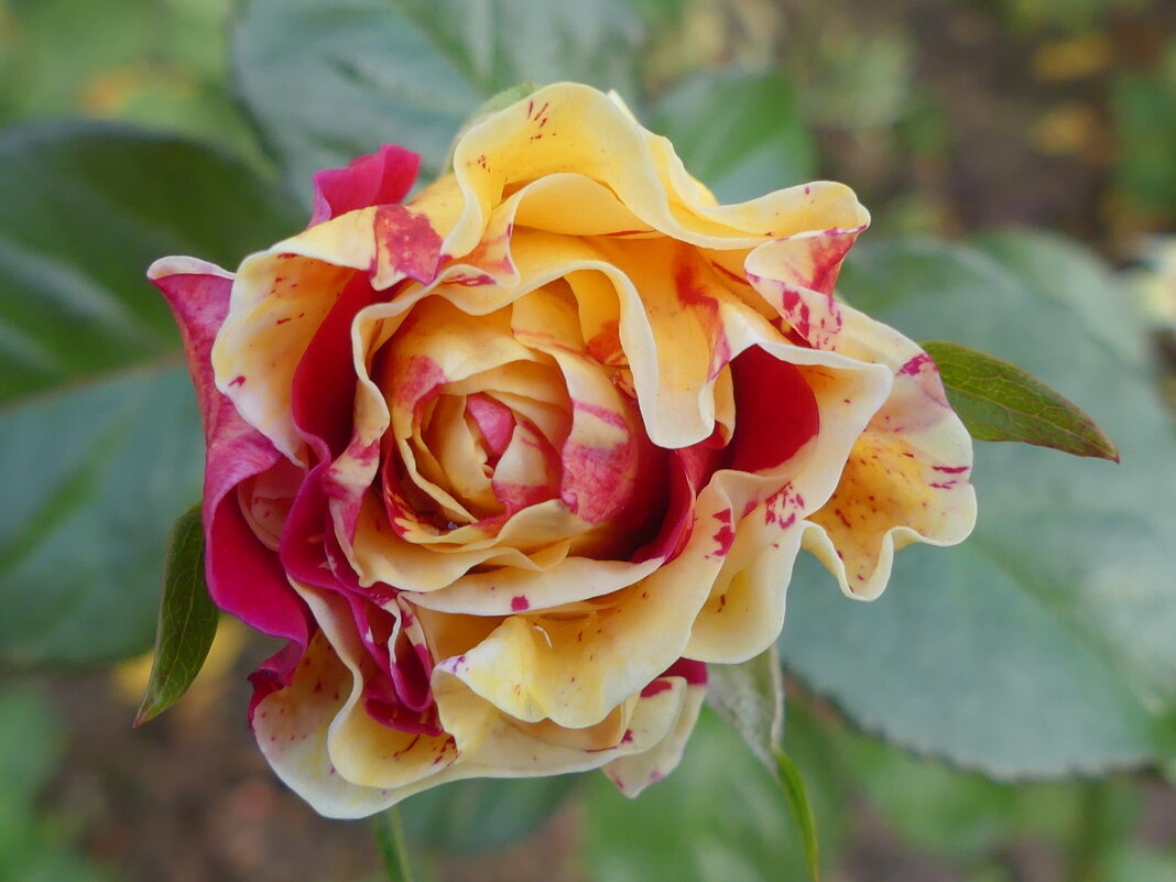 Вдыхая розы аромат - Алла Яшникова