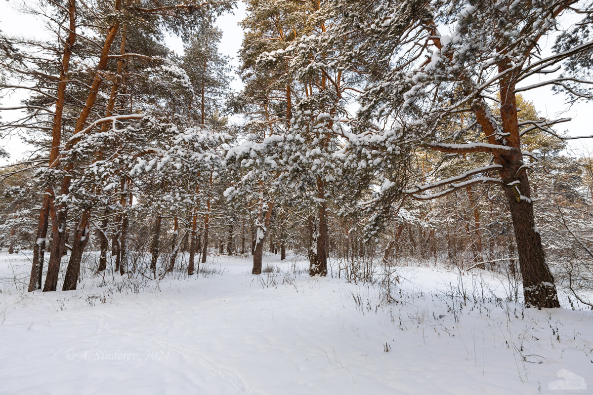 Зима в лесу - Александр Синдерёв