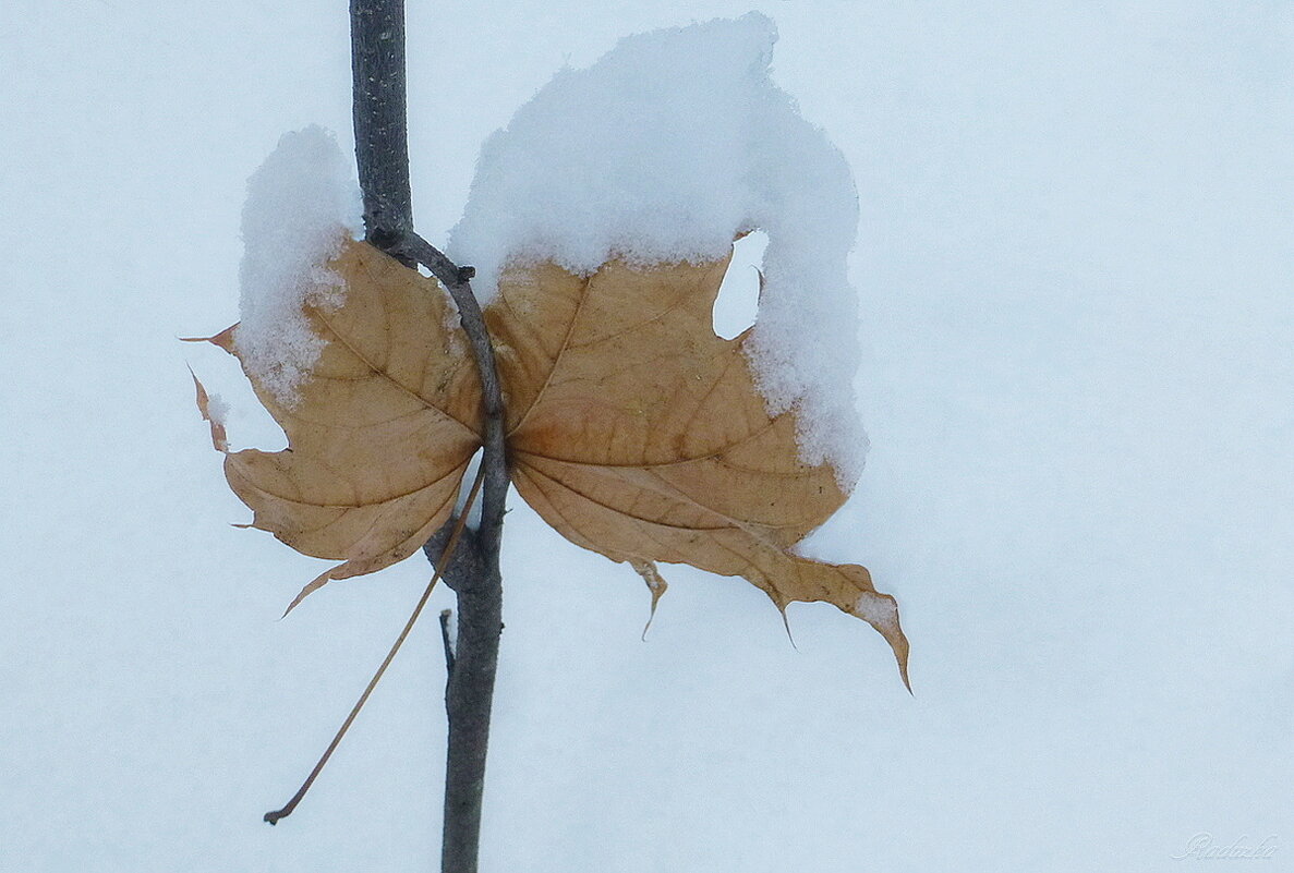 Осенний лист зимой - Raduzka (Надежда Веркина)