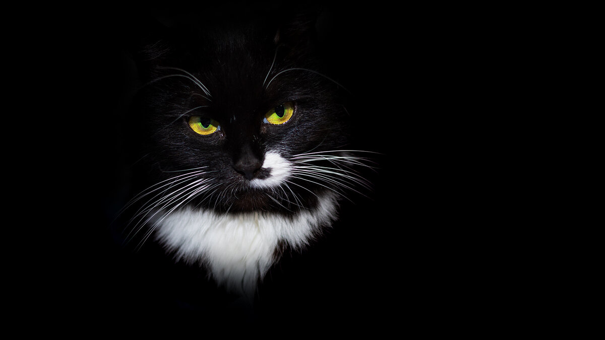 Черный кот - Владимир Лазарев