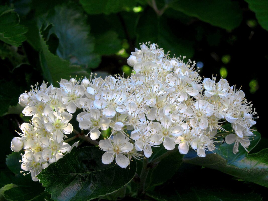 Белые цветы боярышника - Сергей Карачин