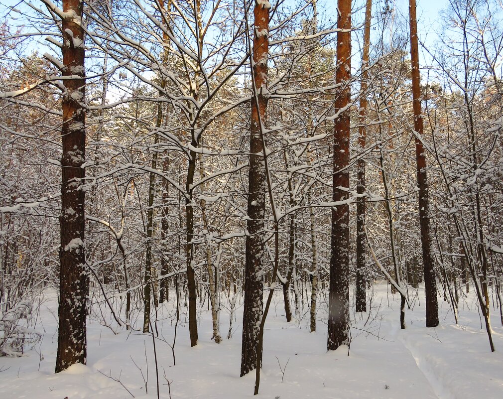 После снегопада - Андрей Снегерёв