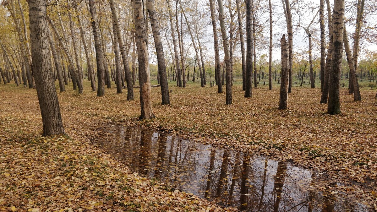 Осенний листопад. - Андрей Хлопонин