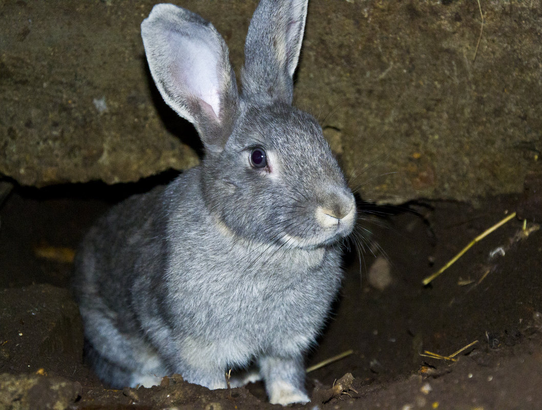 Rabbit - Алёна 
