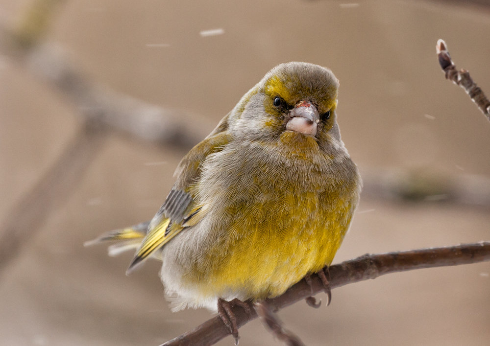 Зеленушка - greenfinch - Анатолий Тимофеев