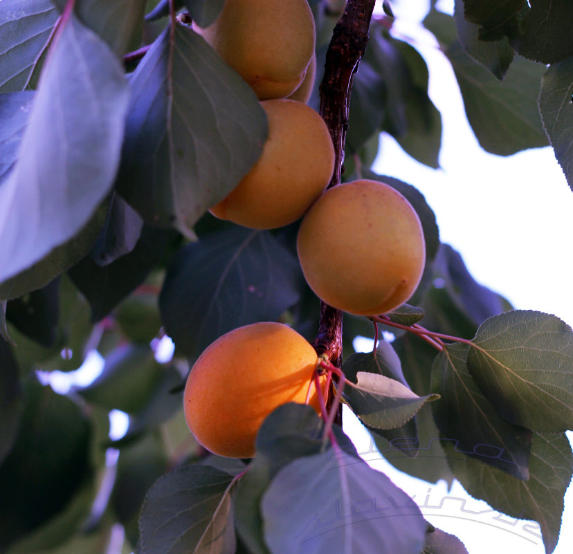 абрикосы - елена славинскене