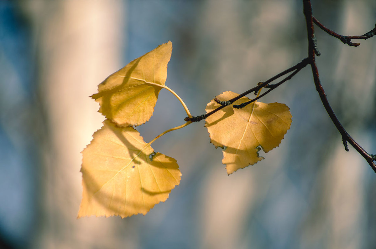 herbarium #2 - Татьяна 