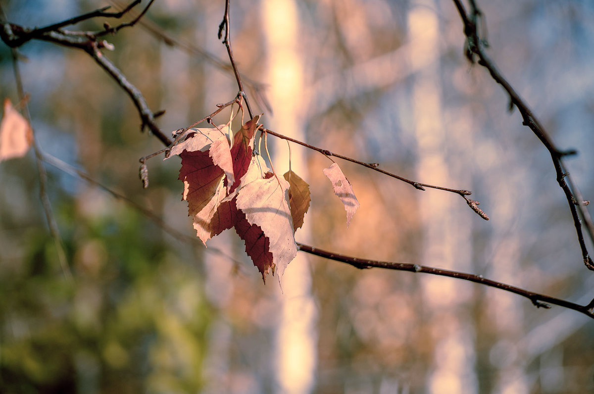 herbarium #1 - Татьяна 