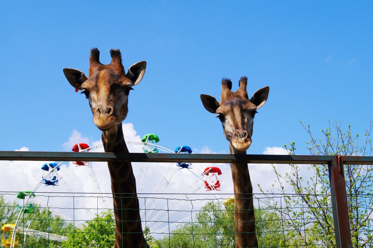 Жирафы из сафари парка - Снежана Орно-Орлова