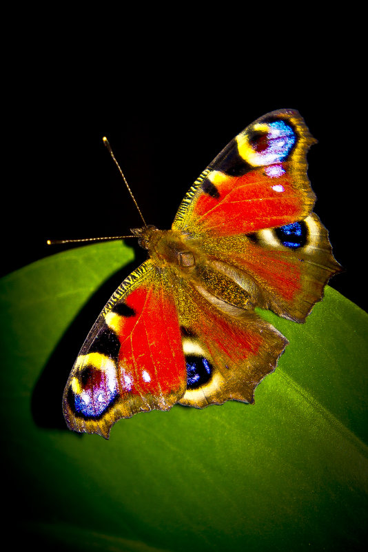 бабочки - Павел 