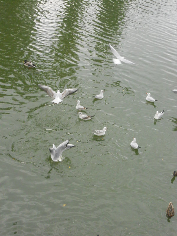 чайки на речке - Дарья Неживая