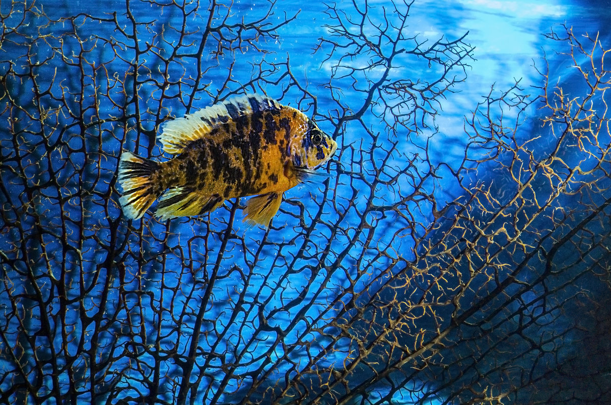 Рыбка - Андрей Качин