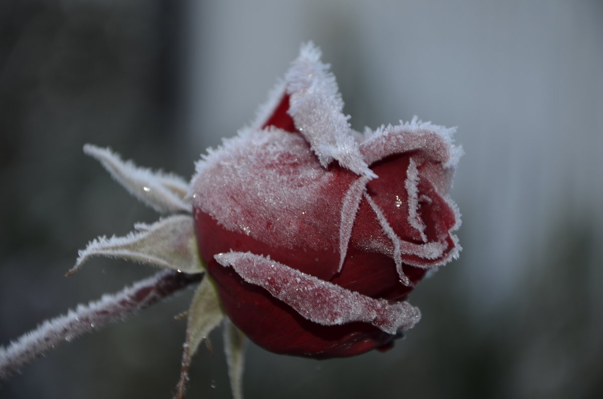 Роза после мороза - Татьяна -