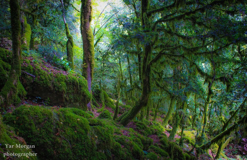 Сказочный лес - Yar Morgan