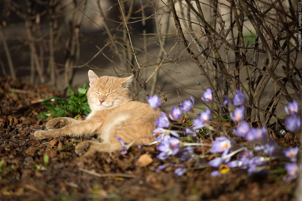 Осенний солнечный кот - Анастасия Ласская