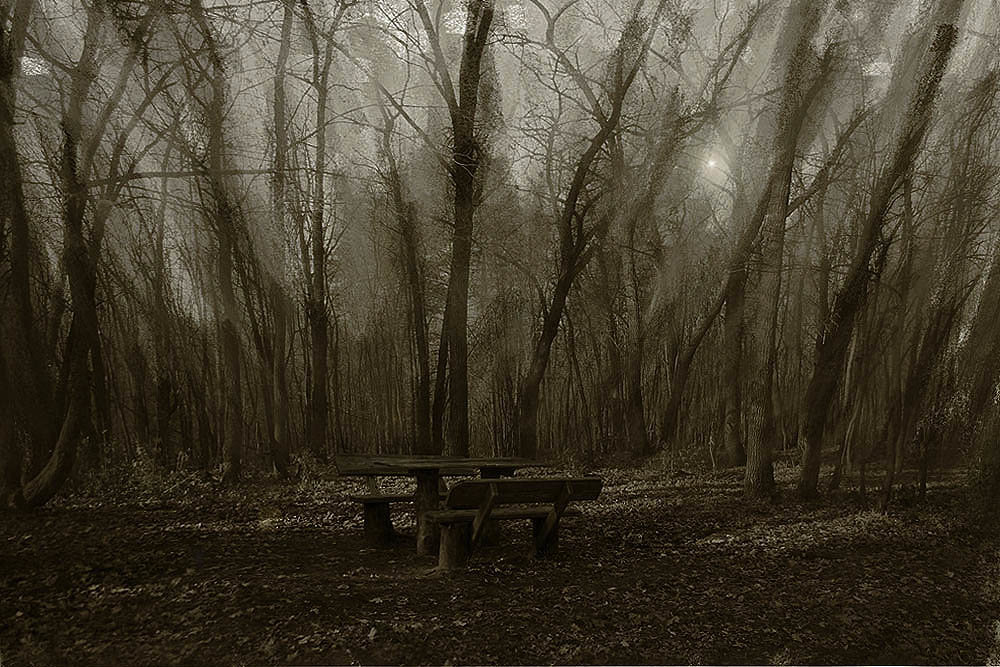 призрачный лес - . vvv .