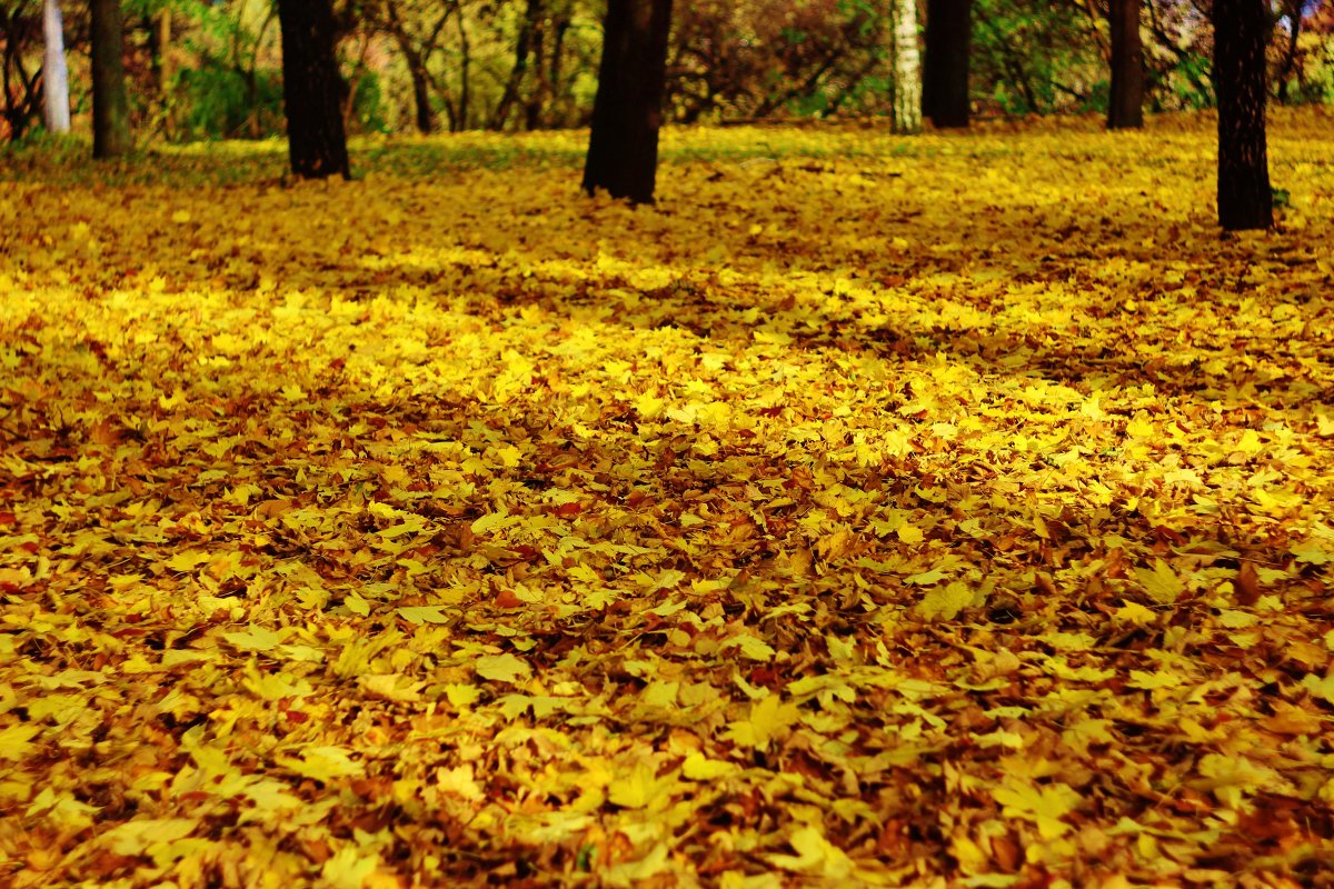 На ковре из желтых листьев - Tanya Temyaya 