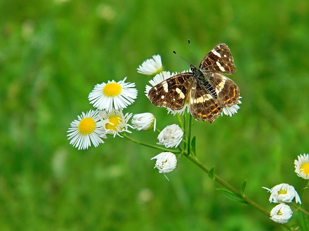 Бабочка на белых цветах - Александр Бурилов