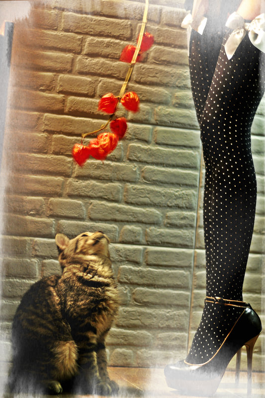 Cat and legs - Roman Globa