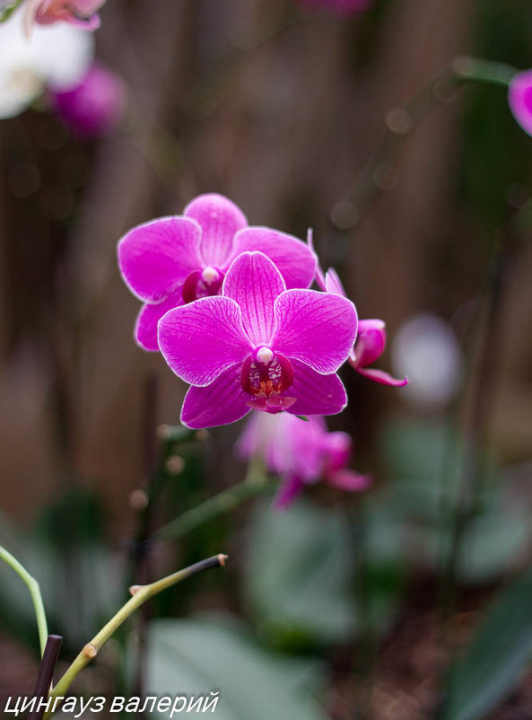 орхидея - Валерий Цингауз